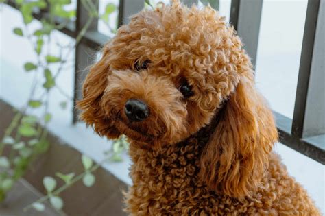 Caniche cachorro toy para un buen hogar